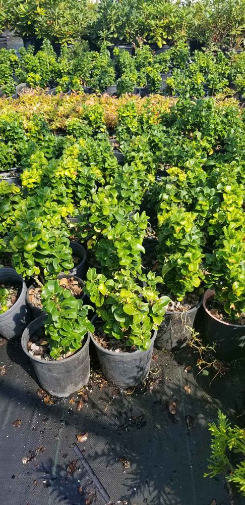 ligustrum-japonicum-rotundifolium-japanese-privet-coriaceum-wax-leaf-ligustrum-curlyleaf-privet