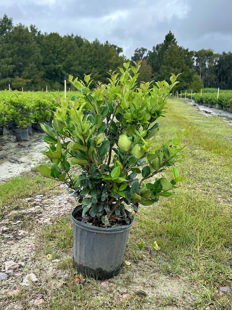 ligustrum-privet