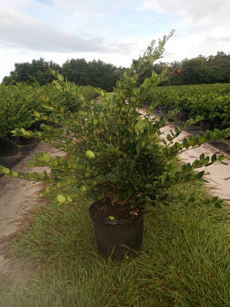 ligustrum-privet