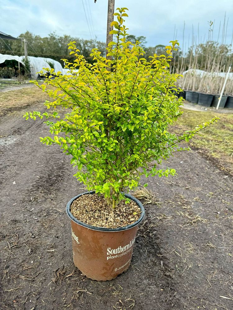 ligustrum-sinense-sunshine-sunshine-ligustrum