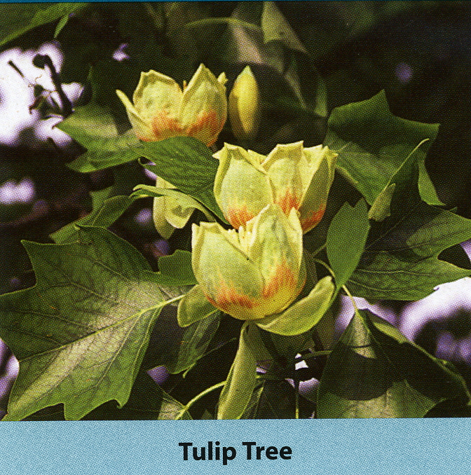 liriodendron-tulipifera-fastigiata-tulip-poplar-tree-arnold-yellow-poplar