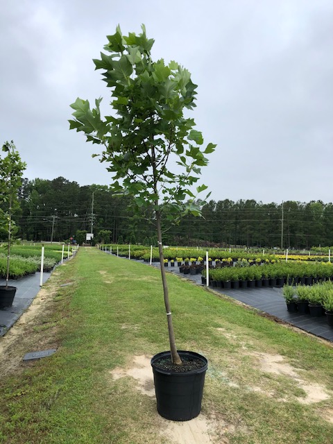 liriodendron-tulipifera-tulip-poplar-tree-yellow-poplar