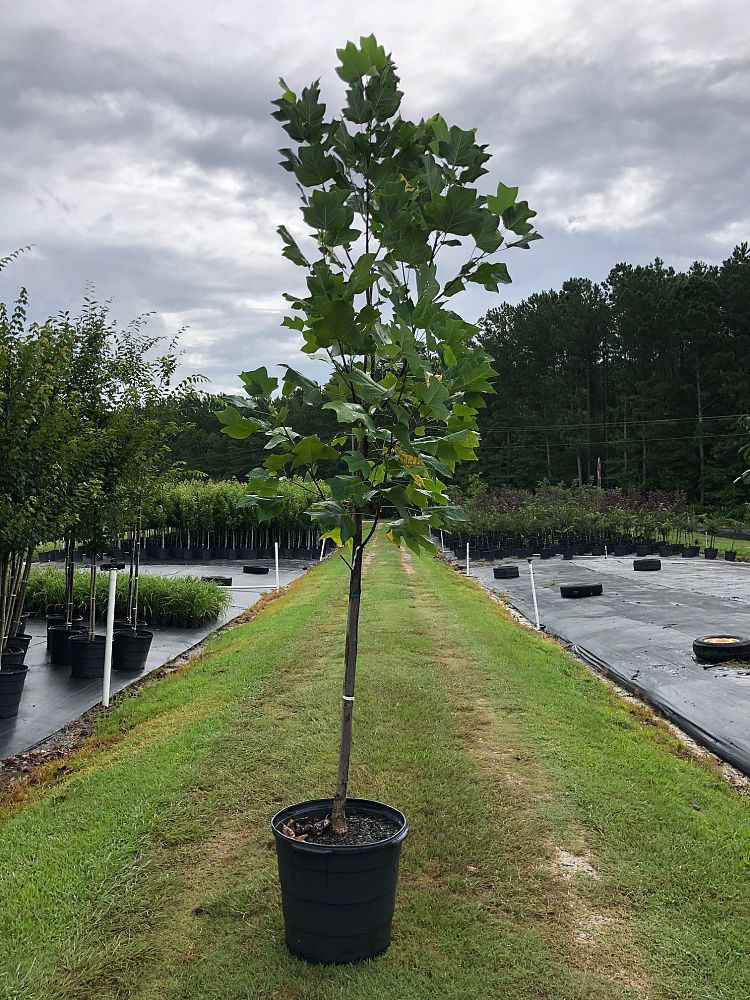 liriodendron-tulipifera-tulip-poplar-tree-yellow-poplar