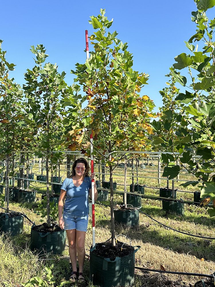 liriodendron-tulipifera-tulip-poplar-tree-yellow-poplar