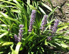 liriope-muscari-royal-purple-lilyturf