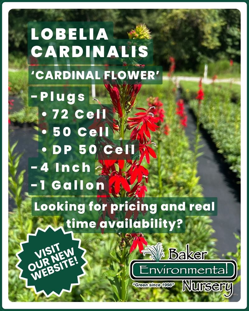 lobelia-cardinalis-cardinal-flower