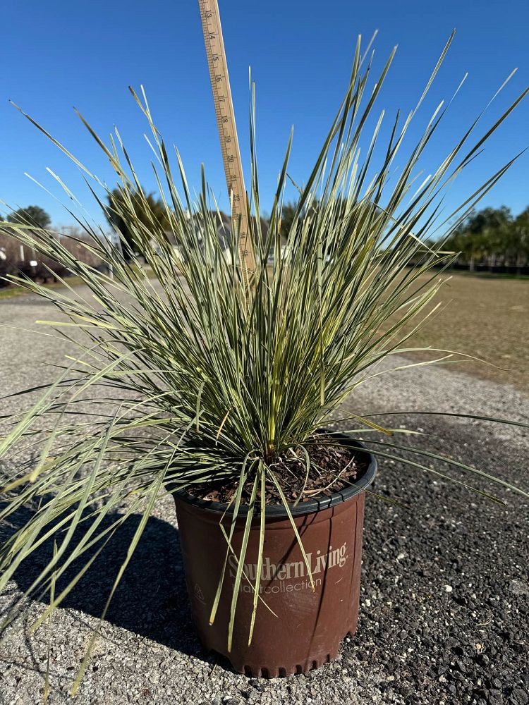 lomandra-platinum-beauty