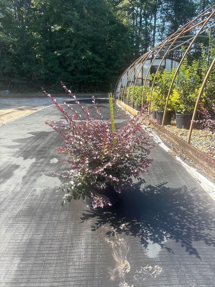 loropetalum-chinense-dark-fire-chinese-fringe-flower