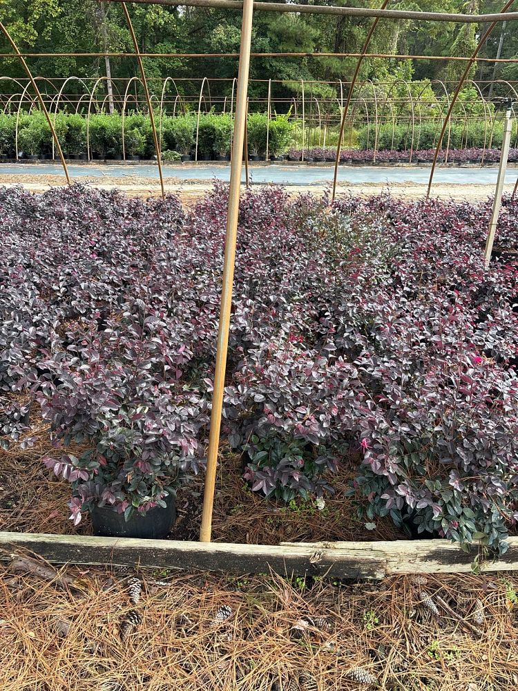 loropetalum-chinense-dark-fire-chinese-fringe-flower