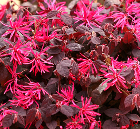 loropetalum-chinense-kurenai-jazz-hands-reg-dwarf-pink-chinese-fringe-flower