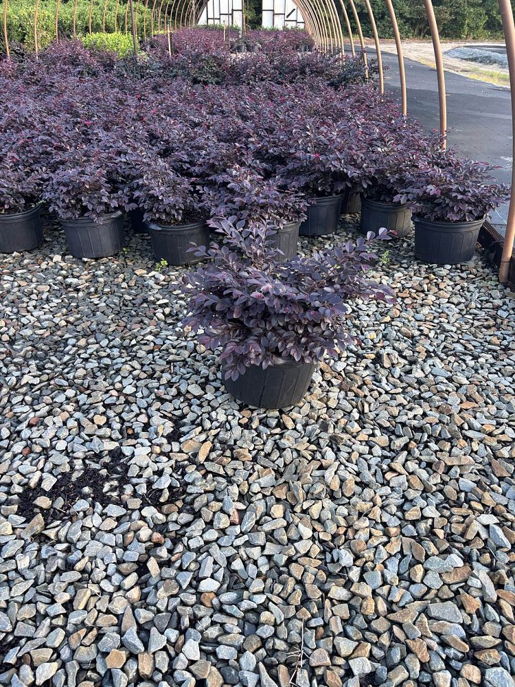 loropetalum-chinense-kurobijin-cerise-charm-loropetalum