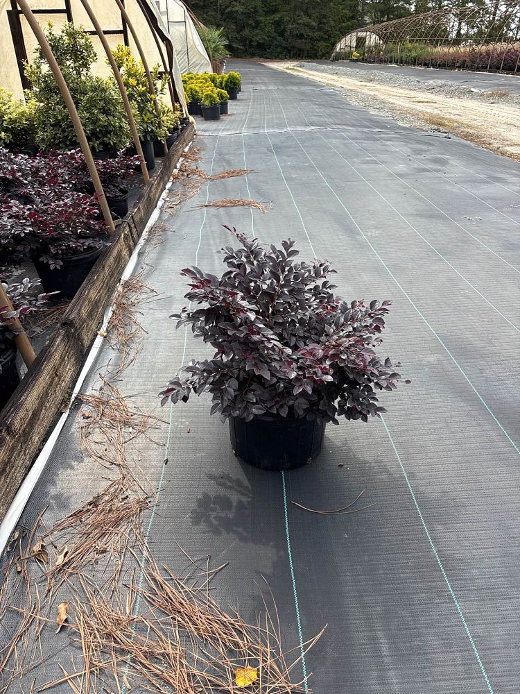 loropetalum-chinense-kurobijin-cerise-charm-loropetalum