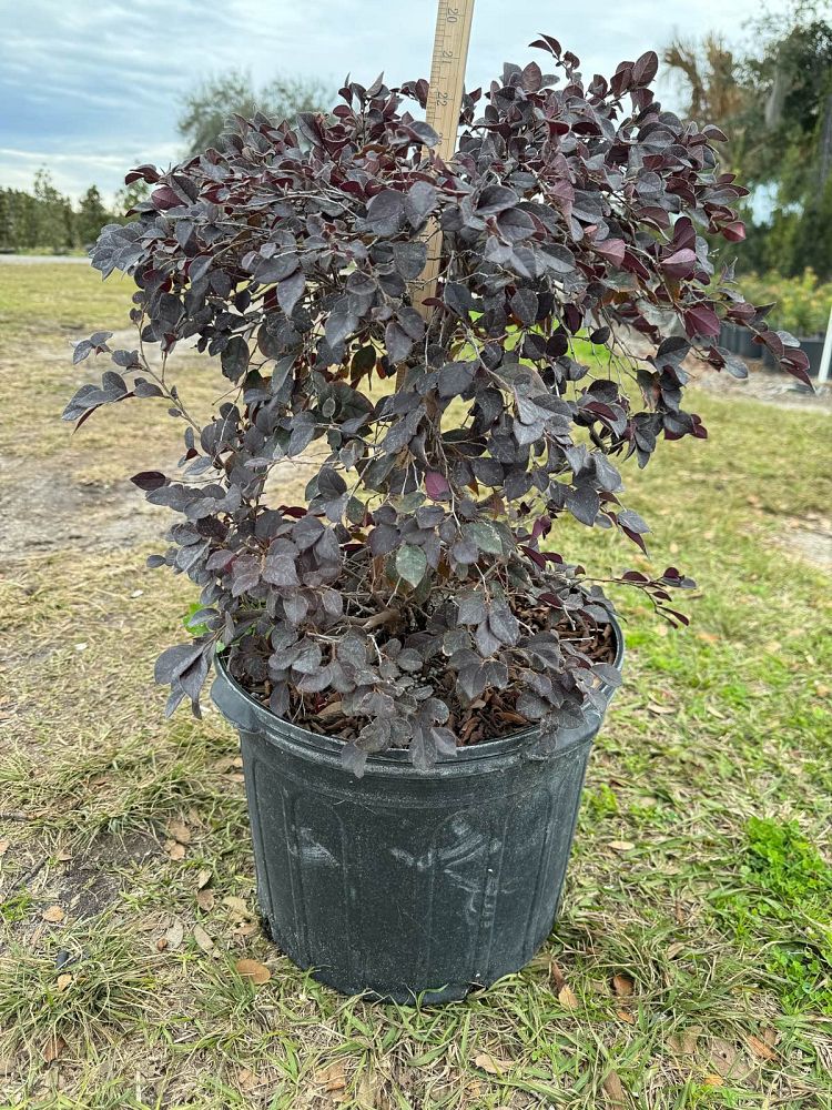 loropetalum-chinense-piilc-iii-chinese-fringe-flower-purple-daydream-dwarf