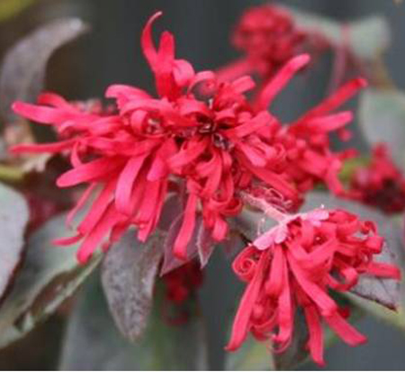 loropetalum-chinense-rubrum-chang-nian-hong-chinese-fringe-flower-ever-red