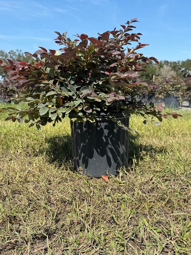 loropetalum-chinense-rubrum-plum-delight-razzleberry