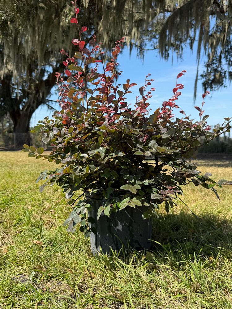 loropetalum-chinense-rubrum-ruby-chinese-fringe-flower
