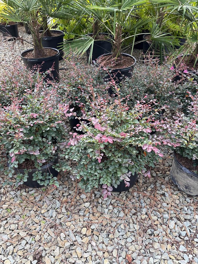 loropetalum-chinense-rubrum-ruby-chinese-fringe-flower