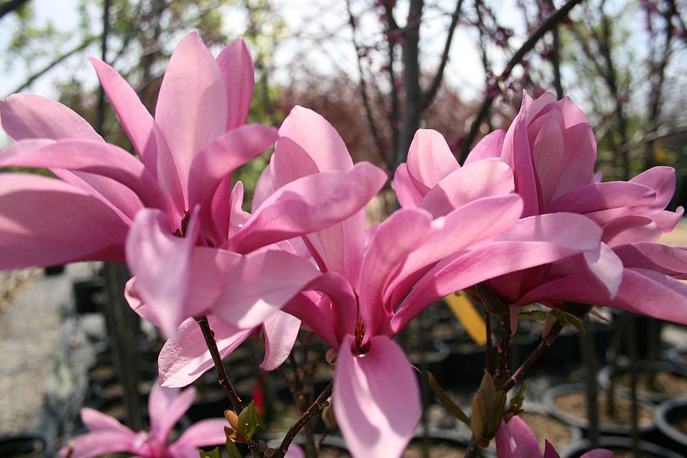 magnolia-ann-deciduous-magnolia