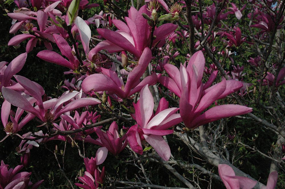 magnolia-betty-deciduous-magnolia