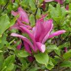 magnolia-betty-deciduous-magnolia