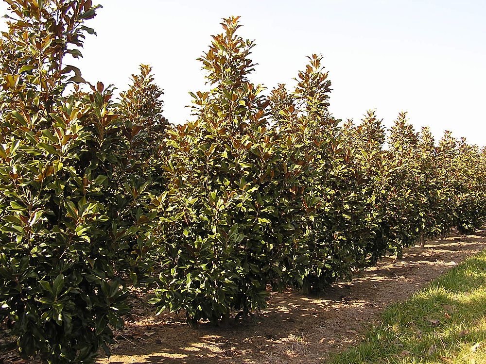 magnolia-grandiflora-bracken-s-brown-beauty-southern-magnolia