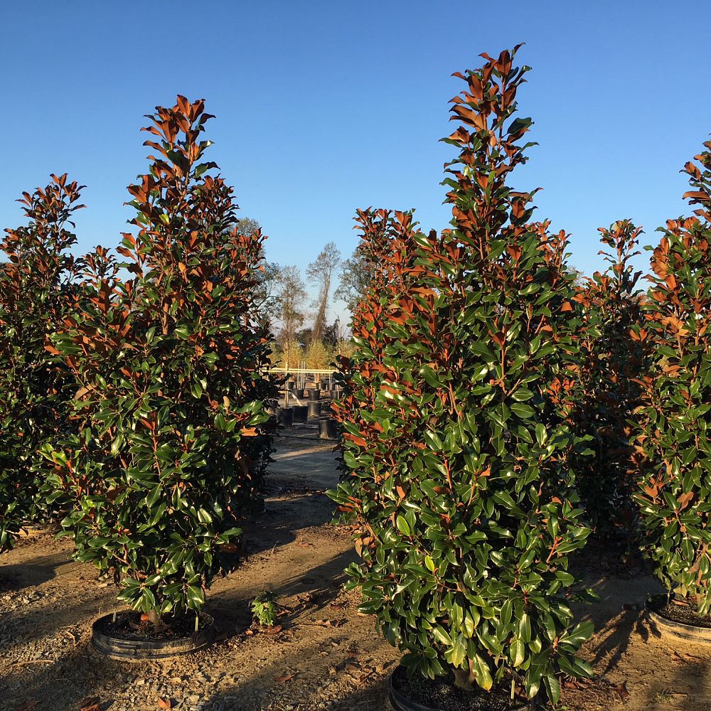 magnolia-grandiflora-bracken-s-brown-beauty-southern-magnolia