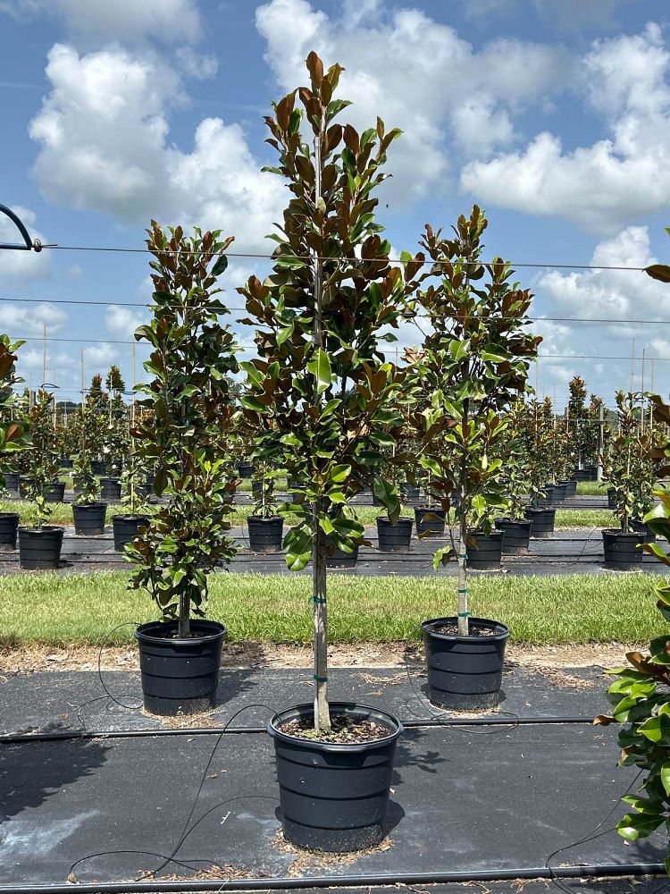 magnolia-grandiflora-bracken-s-brown-beauty-southern-magnolia