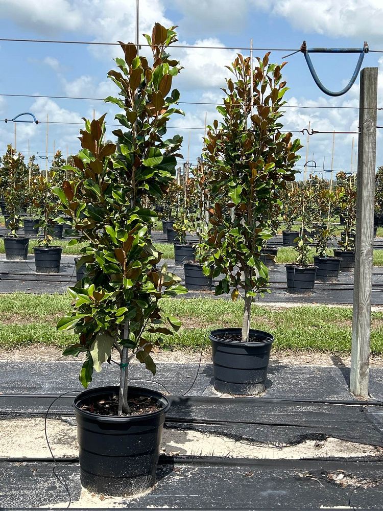 magnolia-grandiflora-bracken-s-brown-beauty-southern-magnolia