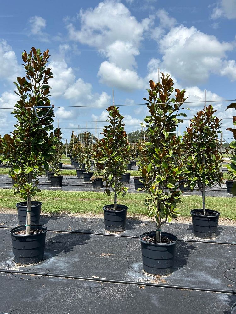 magnolia-grandiflora-bracken-s-brown-beauty-southern-magnolia