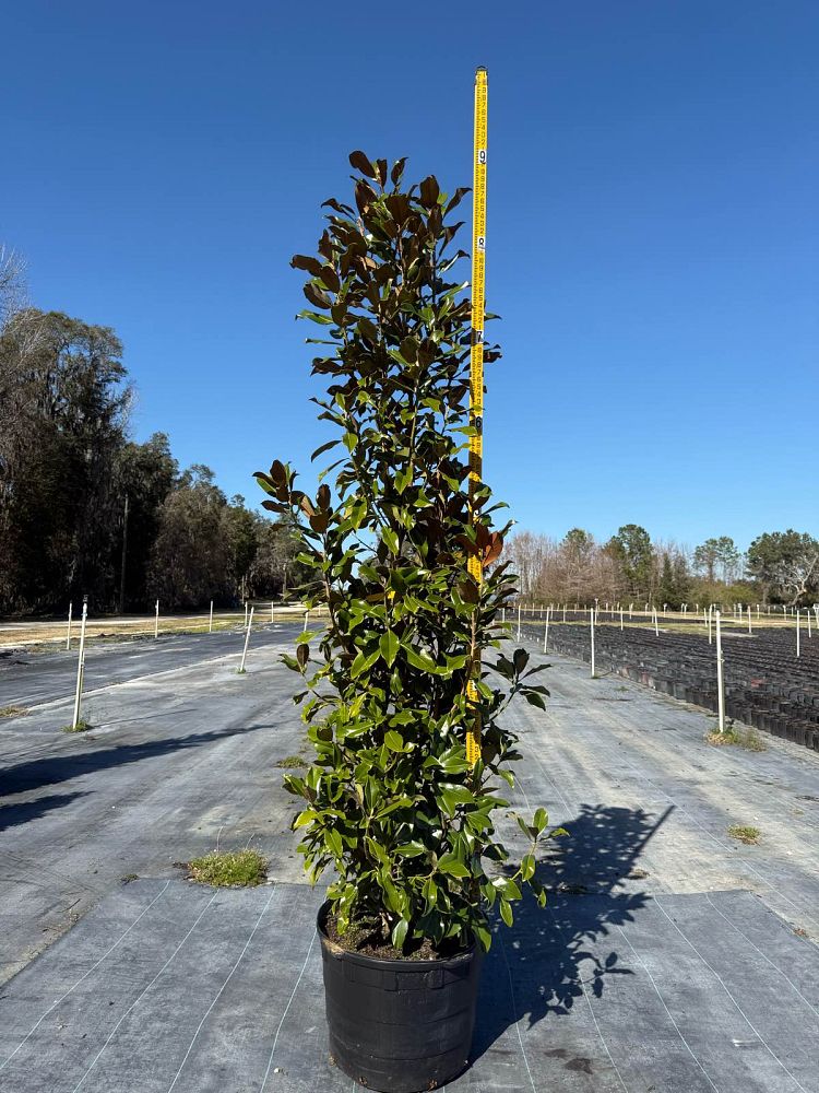 magnolia-grandiflora-bracken-s-brown-beauty-southern-magnolia