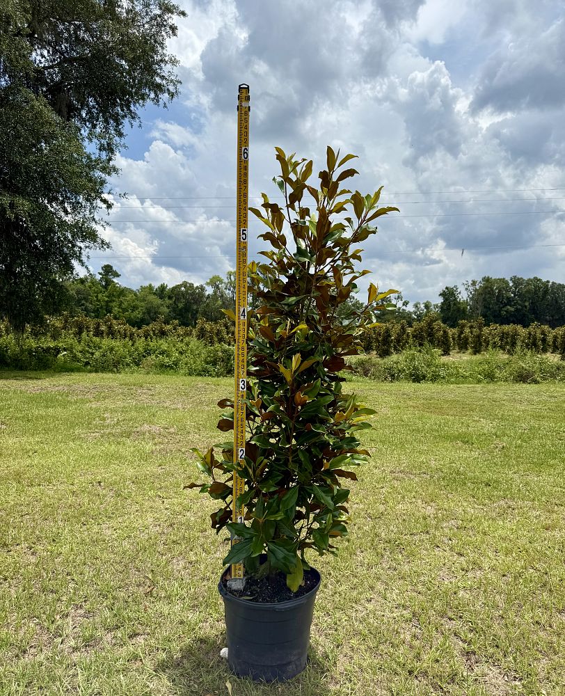 magnolia-grandiflora-bracken-s-brown-beauty-southern-magnolia