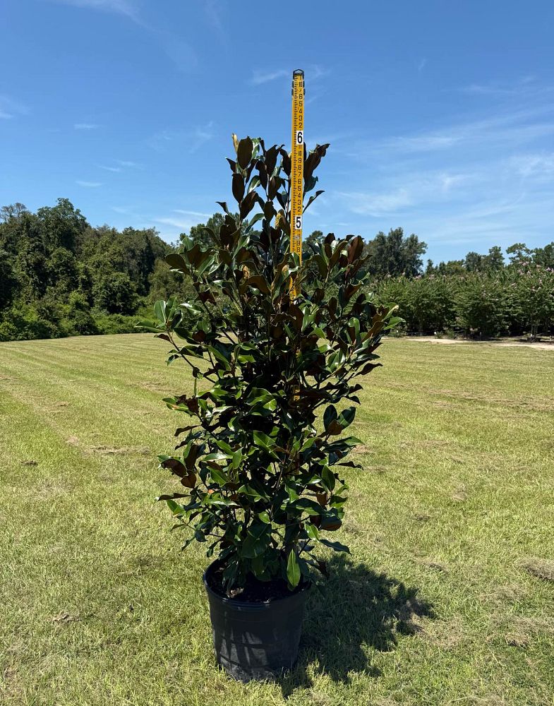 magnolia-grandiflora-bracken-s-brown-beauty-southern-magnolia