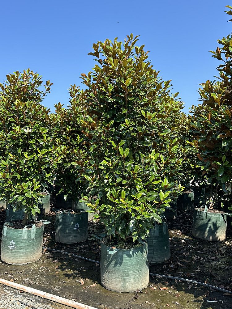 magnolia-grandiflora-bracken-s-brown-beauty-southern-magnolia