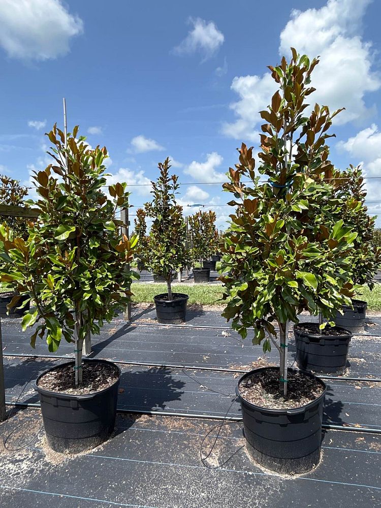 magnolia-grandiflora-bracken-s-brown-beauty-southern-magnolia