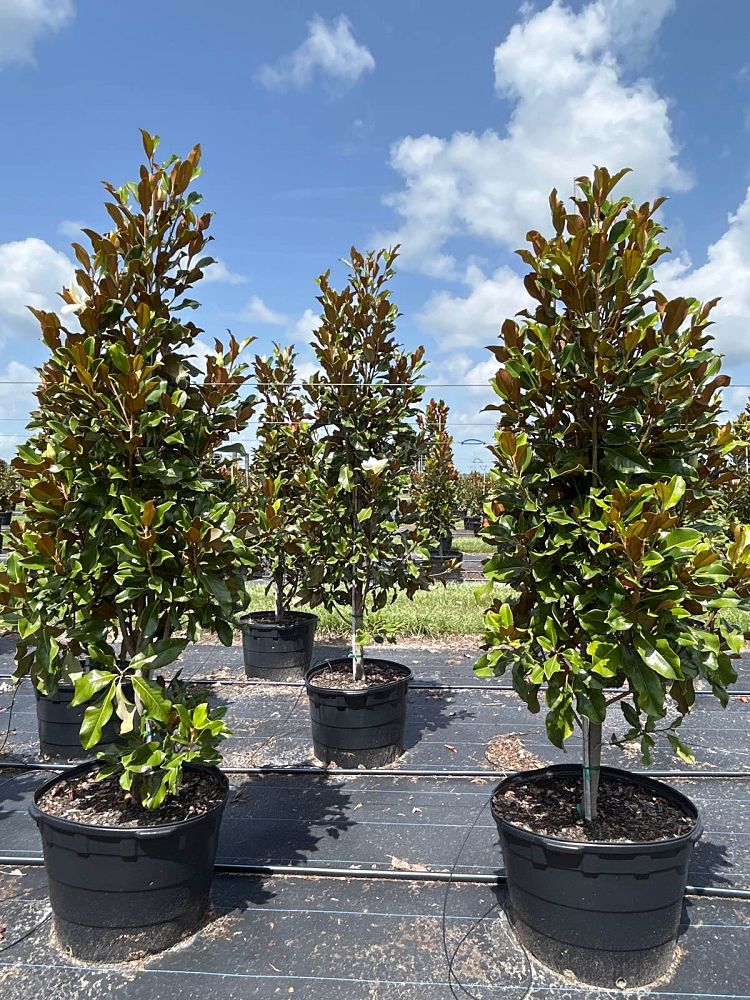 magnolia-grandiflora-bracken-s-brown-beauty-southern-magnolia