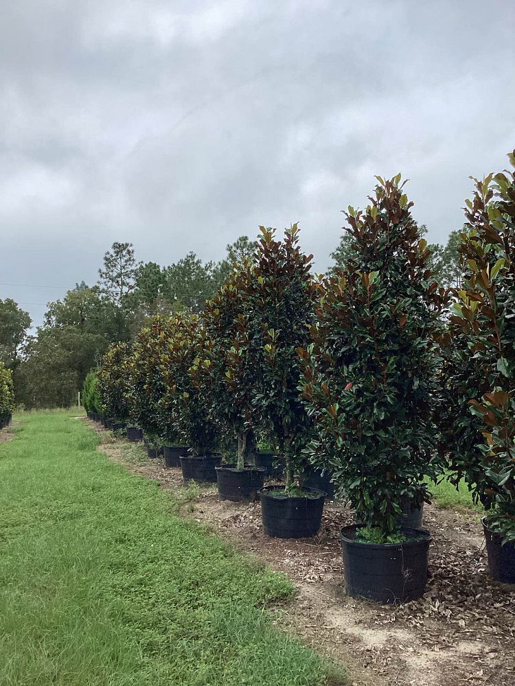 magnolia-grandiflora-bracken-s-brown-beauty-southern-magnolia