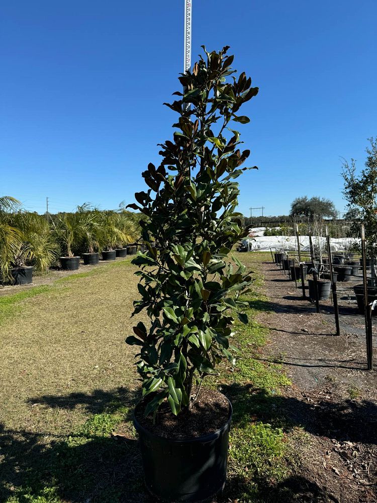 magnolia-grandiflora-bracken-s-brown-beauty-southern-magnolia