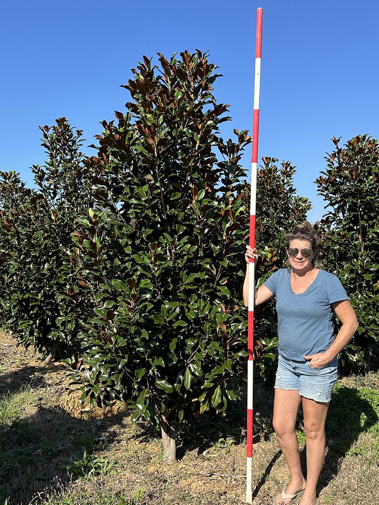 magnolia-grandiflora-bracken-s-brown-beauty-southern-magnolia