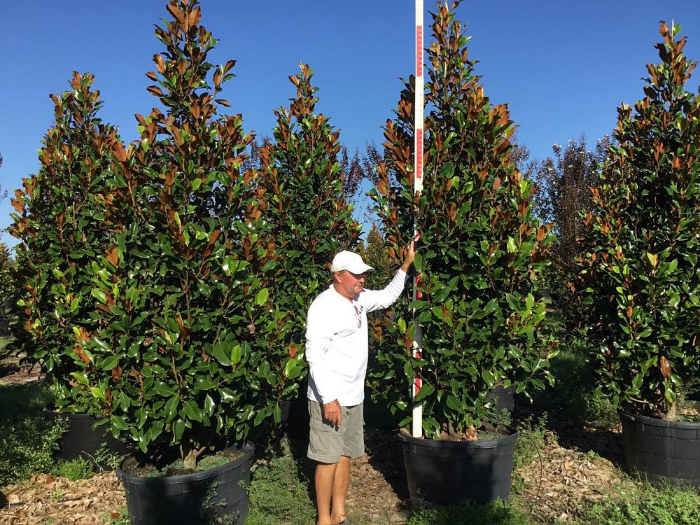 magnolia-grandiflora-bracken-s-brown-beauty-southern-magnolia