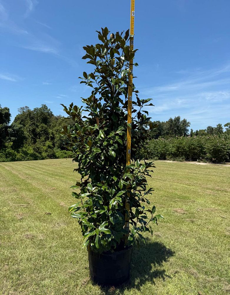 magnolia-grandiflora-bracken-s-brown-beauty-southern-magnolia