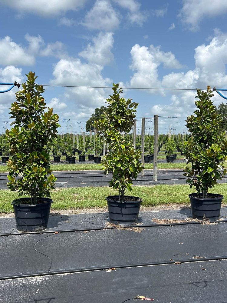 magnolia-grandiflora-claudia-wannamaker-southern-magnolia