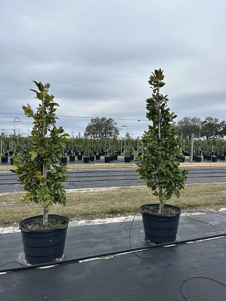 magnolia-grandiflora-claudia-wannamaker-southern-magnolia