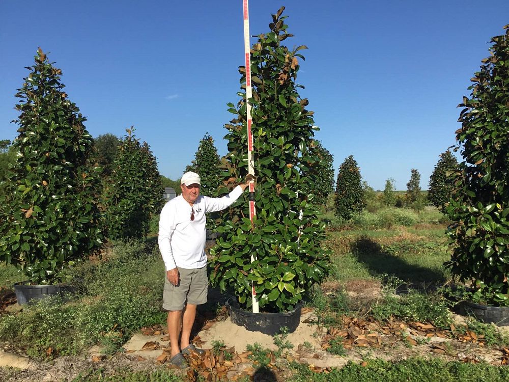 magnolia-grandiflora-claudia-wannamaker-southern-magnolia