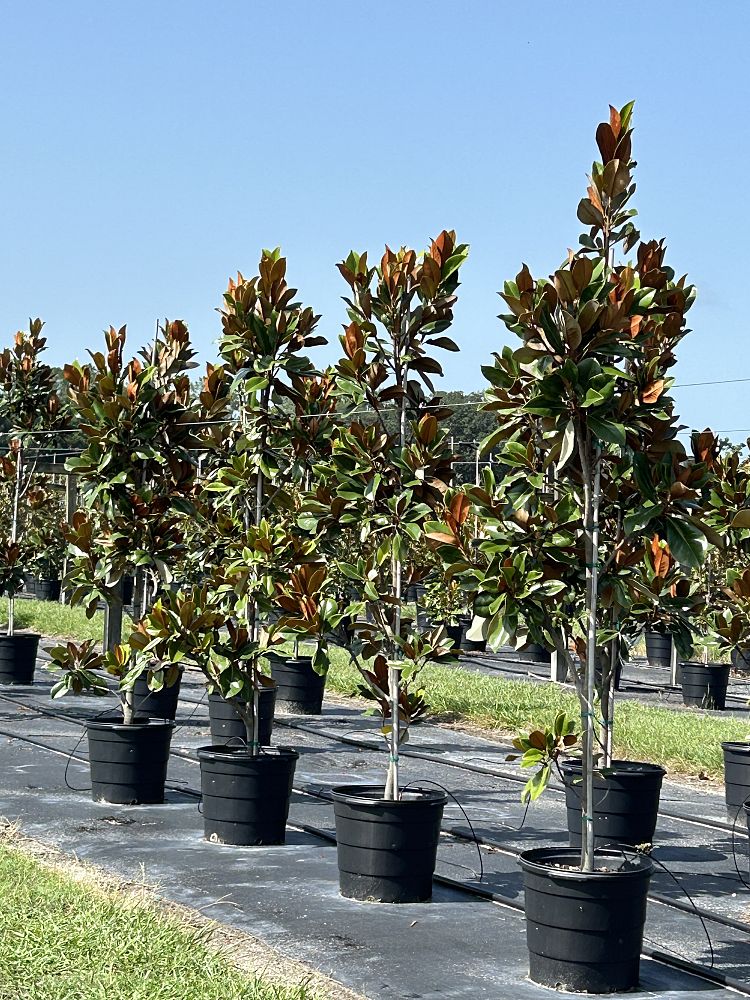 magnolia-grandiflora-d-d-blanchard-southern-magnolia-d-d-blanchard-southern-magnolia