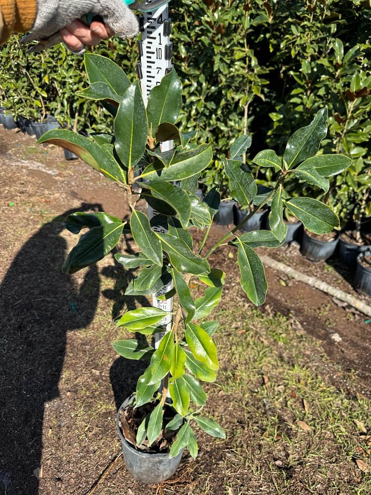 magnolia-grandiflora-kay-parris