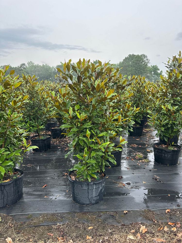 magnolia-grandiflora-kay-parris