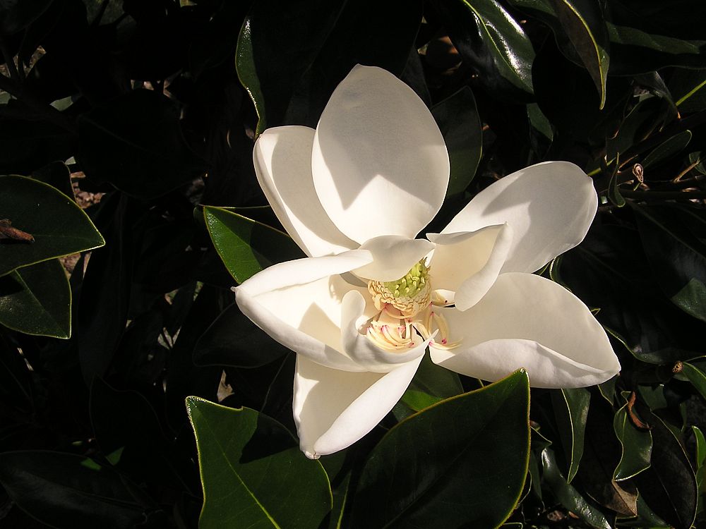 magnolia-grandiflora-little-gem-southern-magnolia-little-gem-southern-magnolia