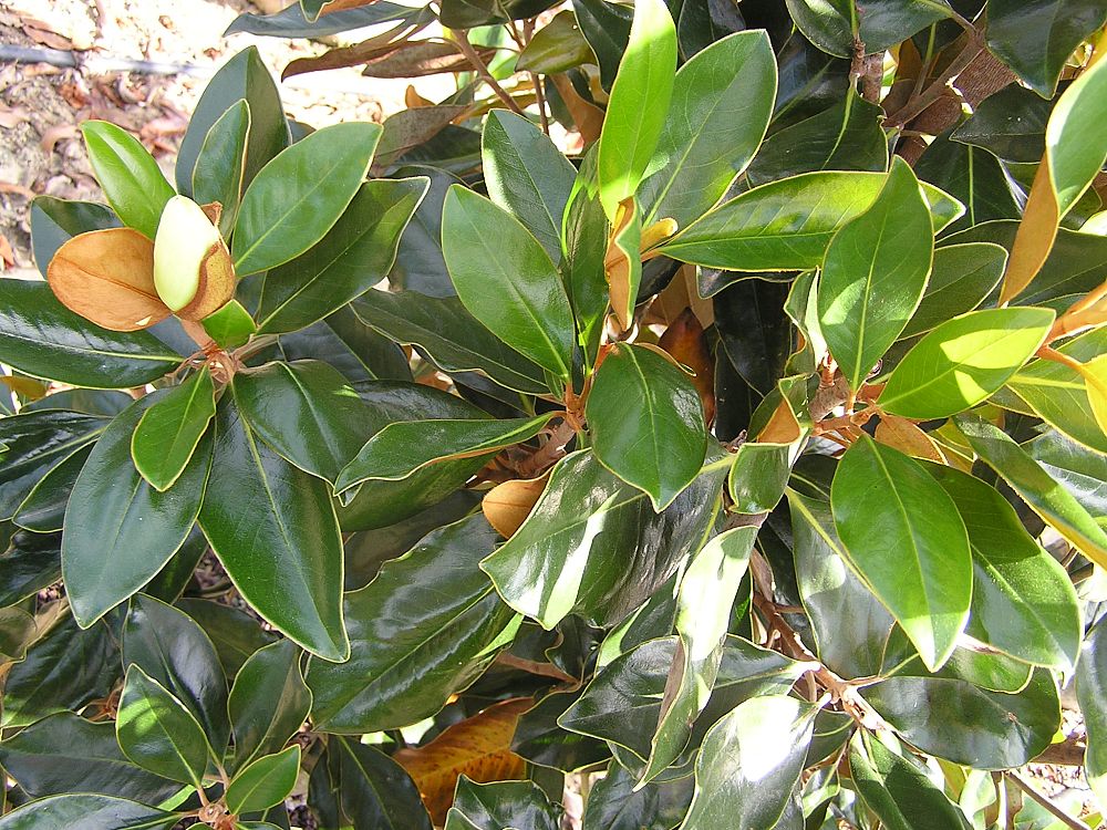 magnolia-grandiflora-little-gem-southern-magnolia-little-gem-southern-magnolia