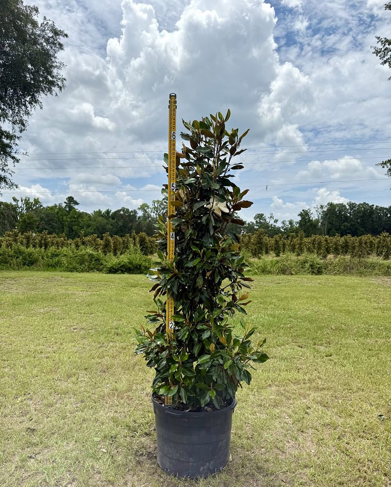 magnolia-grandiflora-little-gem-southern-magnolia-little-gem-southern-magnolia