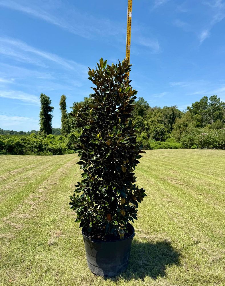 magnolia-grandiflora-little-gem-southern-magnolia-little-gem-southern-magnolia